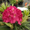 Kazimierz Wielki ROYAL SCARLET - Rhododendron Hybride - Kazimierz Wielki ROYAL SCARLET - Rhododendron hybridum