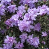 impeditum xhybridum - Różanecznik miniaturowy, różanecznik gęsty - impeditum xhybridum - Rhododendron impeditum