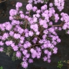 Coralium - Różanecznik miniaturowy - Coralium - Rhododendron impeditum