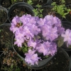 Coralium - Kissen-Rhododendron - Coralium - Rhododendron impeditum