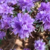 Azurika lapponicum - Kissen-Rhododendron - Azurika lapponicum - Rhododendron