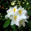 Persil - Azalee - Persil - Rhododendron (Azalea)