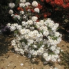 Schneegold - Azalia wielkokwiatowa - Schneegold - Rhododendron (Azalea)