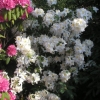 Schneegold - Azalee - Schneegold - Rhododendron (Azalea)