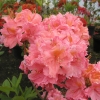 Sarina - Azalia wielkokwiatowa - Sarina - Rhododendron  (Azalea)