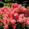 Sarina - Azalee - Sarina - Rhododendron  (Azalea)