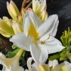 Persil - Azalia wielkokwiatowa - Persil - Rhododendron (Azalea)