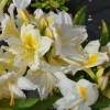 Persil - Azalia wielkokwiatowa - Persil - Rhododendron (Azalea)