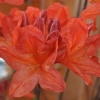 Spek's Orange - Azalia wielkokwiatowa - Spek's Orange - Rhododendron (Azalea)