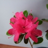 Rubinstern - Azalee - Rubinstern - Rhododendron