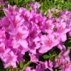 poukhanense - azalia japońska; azalia koreańska; azalia jedoeńska odmiana koreańska - poukhanense - Rhododendron; Rhododendron yedoense var. poukhanense