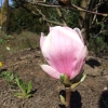 x soulangeana 'Verbanica' - magnolia pośrednia; magnolia Soulange'a - Magnolia x soulangeana 'Verbanica'