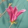 Susan - magnolia - Magnolia 'Susan'