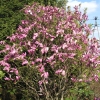 Susan - magnolia - Magnolia 'Susan'