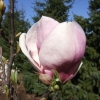 x soulangeana 'Rustica Rubra' - Tulpen-Magnolie - Magnolia x soulangeana 'Rustica Rubra'