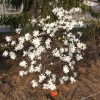 Royal Star - Stern-Magnolie - Royal Star - Magnolia stellata