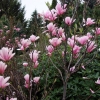 x soulangeana 'Heaven Scent' - magnolia pośrednia; magnolia Soulange'a - Magnolia x soulangeana 'Heaven Scent'