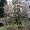 x loebneri 'Merrill' - magnolia Loebnera - Magnolia x loebneri 'Merril'l