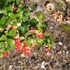 Vaccinium vitis-idaea 'Red Pearl' - Preiselbeere - Vaccinium vitis-idaea 'Red Pearl'