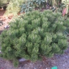 Pinus mugo 'Lilliput' - kosodrzewina - Pinus mugo 'Lilliput'