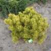 Pinus mugo 'Winter Gold' - Bergkiefer - Pinus mugo 'Winter Gold'