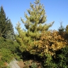 Pinus sylvestris' Aurea' - Waldkiefer - Pinus sylvestris 'Aurea'