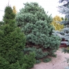 Pinus sylvestris 'Watereri' - sosna zwyczajna - Pinus sylvestris 'Watereri'
