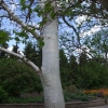 Betula utilis var. jacquemontii - brzoza pożyteczna ; brzoza himalajska - Betula utilis var. jacquemontii