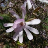 x loebneri 'Leonard Messel' - magnolia Loebnera - Magnolia x loebneri 'Leonard Messel'