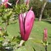 liliiflora 'Nigra' - magnolia purpurowa - Magnolia liliiflora Nigra