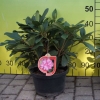 Sternzauber - różanecznik wielkokwiatowy - Sternzauber - Rhododendron hybridum
