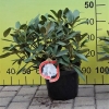 Schneekrone - Rhododendron yakushimanum - Schneekrone - Rhododendron yakushimanum