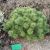 Pinus mugo 'Uncinata Compacta' - kosodrzewina - Pinus mugo 'Uncinata Compacta' ; Pinus uncinata