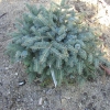Picea xmariorika 'Machala' - świerk czarny - Picea x mariorika 'Machala'  - Picea ×lutzii  'Machala'
