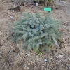 Picea xmariorika 'Machala' - świerk czarny - Picea x mariorika 'Machala'  - Picea ×lutzii  'Machala'
