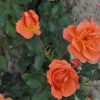 Westerland - róża parkowa - Rosa Westerland