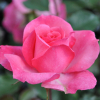 Queen Elizabeth - Großblütige Rose - Rosa Queen Elizabeth