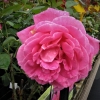 Pink Peace - róża wielkokwiatowa - Rosa Pink Peace