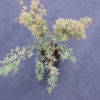 Acer palmatum 'Butterfly'- Fächer-Ahorn - Acer palmatum 'Butterfly'