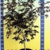 Acer palmatum 'Trompenburg'  - klon palmowy - Acer palmatum 'Trompenburg'