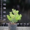 Pinus densiflora 'Jane Kluis' - Japanische Rotkiefer - Pinus densiflora 'Jane Kluis'
