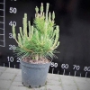 Pinus densiflora 'Jane Kluis' - sosna gęstokwiatowa - Pinus densiflora 'Jane Kluis'
