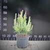 Pinus densiflora 'Jane Kluis' - sosna gęstokwiatowa - Pinus densiflora 'Jane Kluis'