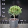 Pinus 'Marie Bregeon'  - Kiefer 'Marie Bregeon' - Pinus 'Marie Bregeon'