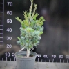 Pinus parviflora 'Negishi' - sosna drobnokwiatowa - Pinus parviflora 'Negishi'