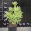 Pinus sylvestris' Aurea' - Waldkiefer - Pinus sylvestris 'Aurea'