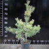 Pinus sylvestris 'Aurea' - sosna zwyczajna - Pinus sylvestris 'Aurea'