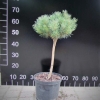 Pinus sylvestris 'Beuvronensis' - sosna zwyczajna - Pinus sylvestris 'Beuvronensis'