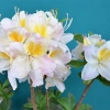 Silver Slipper - Azalia wielkokwiatowa - Silver Slipper - Rhododendron (Azalea)