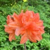 Spek's Orange - Azalia wielkokwiatowa - Spek's Orange - Rhododendron (Azalea)